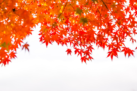 Beautiful red and green maple leaf on tree in autumn seasonの写真素材
