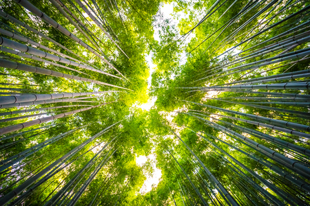 Beautiful landscape of bamboo grove in the forest at Arashiyama Kyoto Japanの写真素材