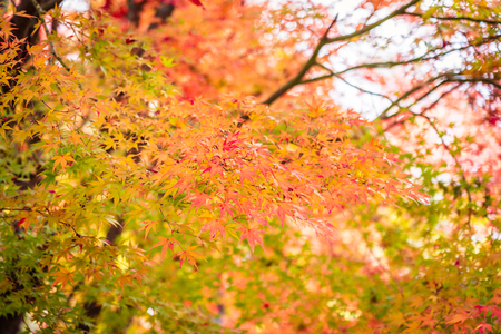 Beautiful red and green maple leaf tree in autumn seasonの写真素材
