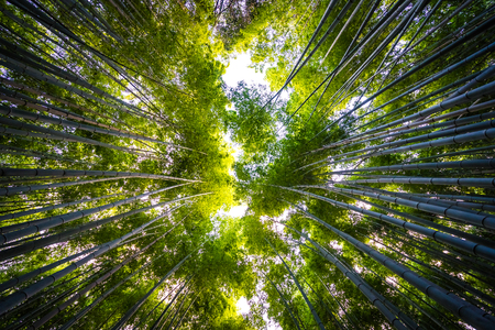 Beautiful landscape of bamboo grove in the forest at Arashiyama Kyoto Japanの写真素材