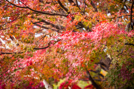 Beautiful red and green maple leaf tree in autumn seasonの写真素材