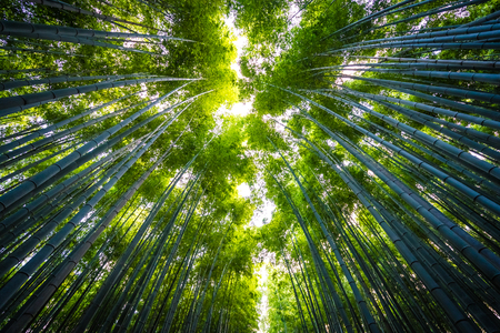 Beautiful landscape of bamboo grove in the forest at Arashiyama Kyoto Japanの写真素材