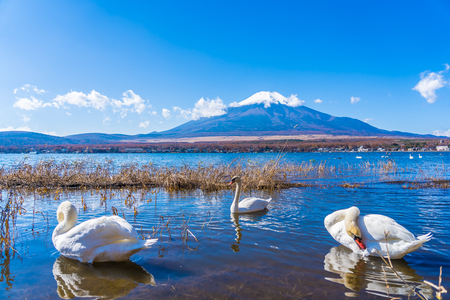 Beautiful landscape of mountain fuji with white swan around yamanakako lake Japanの写真素材