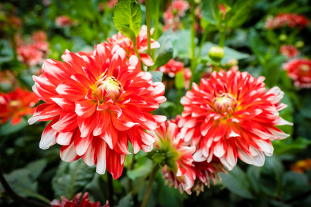 Beautiful colorful flower in the gardenの写真素材