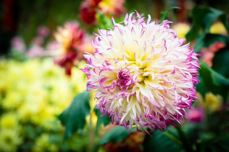 Beautiful colorful flower in the gardenの写真素材