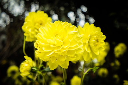 Beautiful colorful flower in the gardenの写真素材