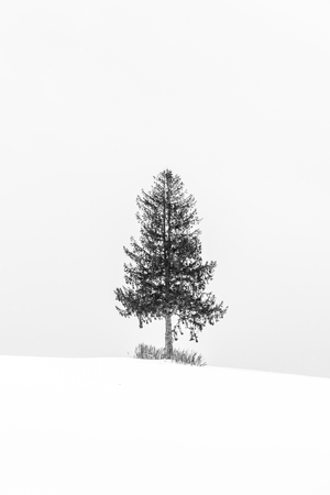 Beautiful outdoor landscape with lonely christmas tree in snow winter season - Processing Black and white colorの写真素材
