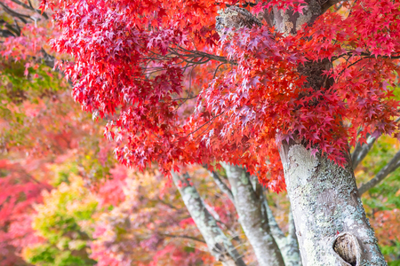 Beautiful red and green maple leaf tree in autumn seasonの写真素材