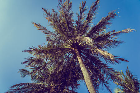 Low angle beautiful coconut palm tree with blue sky background and copy spaceの写真素材