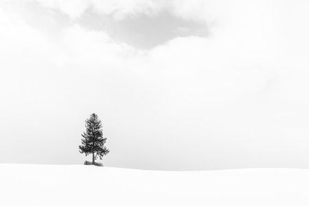 Beautiful outdoor landscape with lonely christmas tree in snow winter season - Processing Black and white colorの写真素材