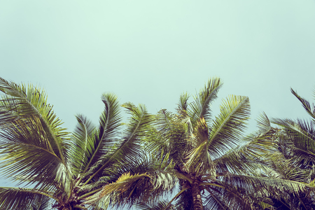 Coconut palm leaf on tree with sky background and copy space for textの写真素材