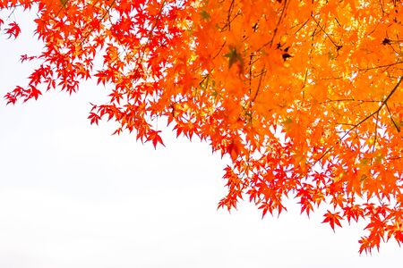 Beautiful red and green maple leaf on tree in autumn seasonの写真素材