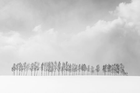 Beautiful outdoor nature landscape with group of tree branch in snow winter season Hokkaido Japan - Processing black and white colorの写真素材