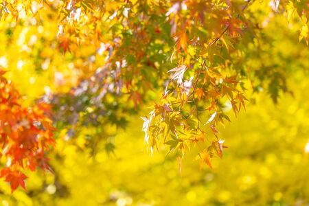 Beautiful red and green maple leaf tree in autumn seasonの写真素材