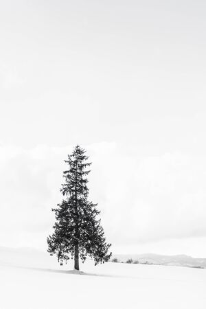 Beautiful outdoor nature landscape with alone christmass tree in snow winter weather season with sky and cloudの写真素材