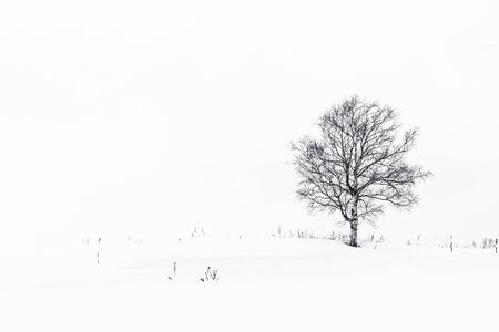 Beautiful outdoor landscape with lonely tree in snow winter seasonの写真素材