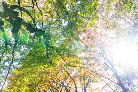 Beautiful red and green maple leaf tree in autumn seasonの写真素材