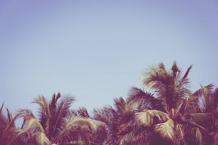 Beautiful coconut palm tree on blue sky and copy space for holiday travel leisure and vacation conceptの写真素材