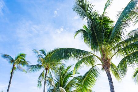 Beautiful coconut palm tree on blue sky and white cloud