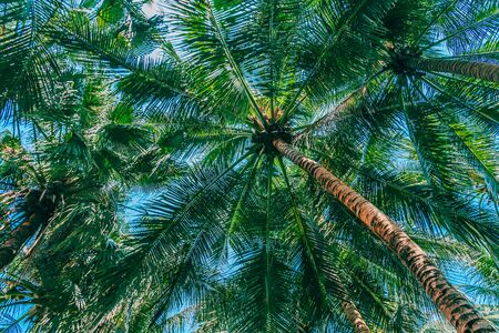 Beautiful outdoor nature with coconut palm tree and leaf on blue sky backgroundの写真素材