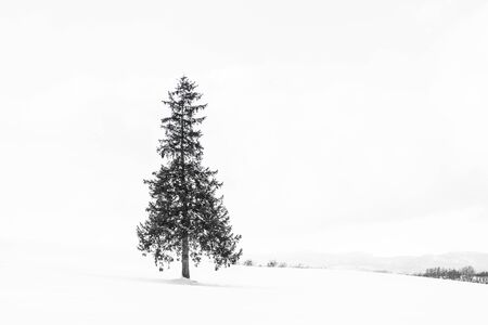 Beautiful outdoor nature landscape with alone christmass tree in snow winter weather season with sky and cloudの写真素材