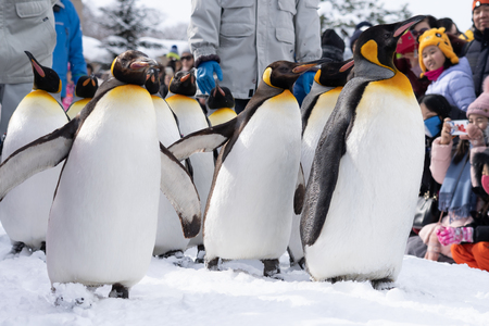 Arashiyama Hokkaido, Japan - 13 February 2019 Group of penguin show in Asahiyama zoo snow winter seasonのeditorial素材