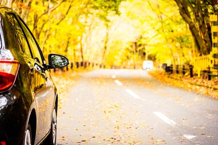Car on the road around the forest with tree in autumn seasonの写真素材