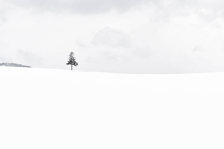 Beautiful outdoor nature landscape and christmas tree in winter snow season with copy spaceの写真素材