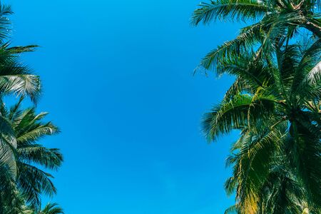 Low angle shot of beautiful coconut palm tree on blue skyの写真素材