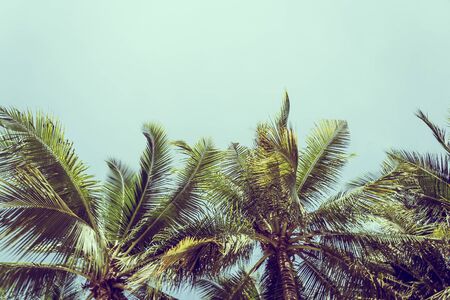 Coconut palm leaf on tree with sky background and copy space for textの写真素材