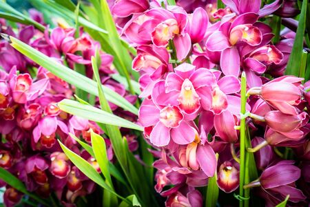 Beautiful colorful flower in the gardenの写真素材