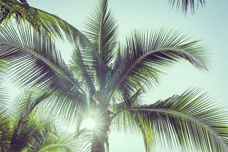 Coconut palm tree with sky background with vintage filter color processingの写真素材