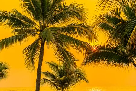 Beautiful nature with palm tree around sea ocean beach at sunset or sunrise timeの写真素材