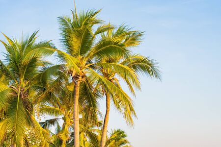 Beautiful tropical palm tree around beach sea ocean at sunset or sunrise timeの写真素材