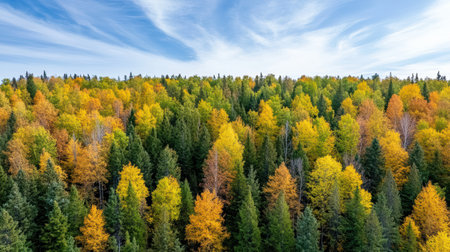 An Aerial view of vibrant autumn forest with colorful foliage and blue skyの素材