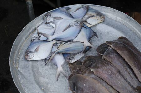 Fresh sea fish on ice on the trayの写真素材