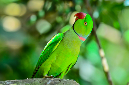 green parrot is looking in to the cameraの写真素材