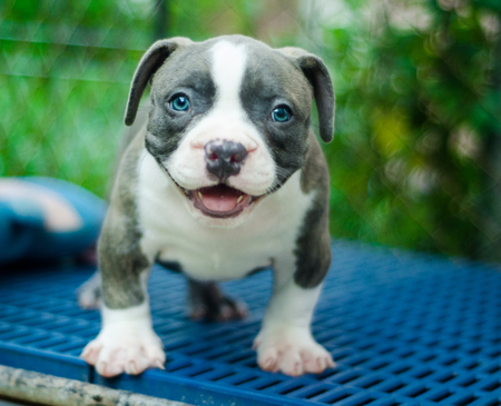 Cute dog outdoor shotの写真素材