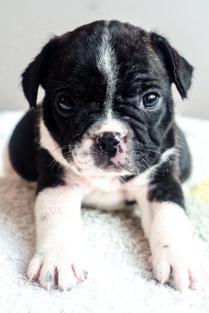 Cute dog studio shotの写真素材