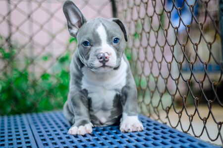 Cute dog outdoor shotの写真素材