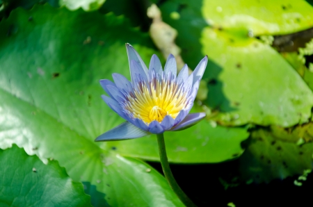 beautiful lotus in pond and closeupの写真素材