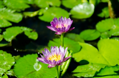 beautiful lotus in pond and closeupの写真素材