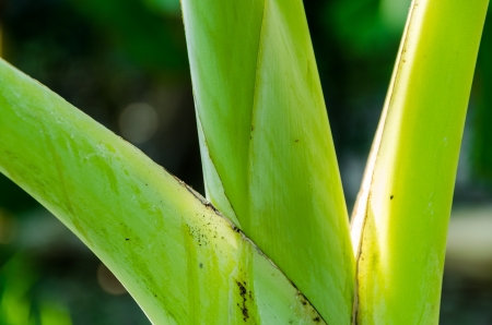 Banana tree plantation in nature with daylightの写真素材