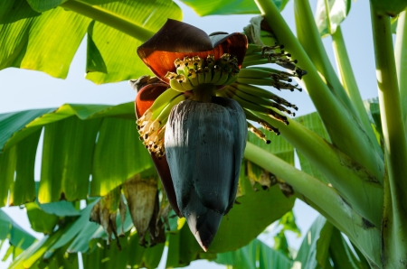 Banana blossom in nature with daylightの写真素材