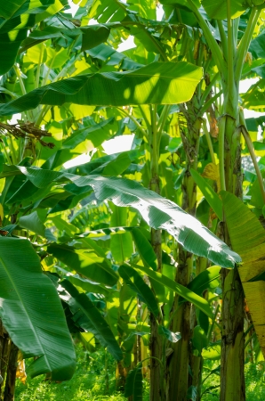 Banana tree plantation in nature with daylightの写真素材