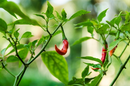 red hot chili in the gardenの写真素材