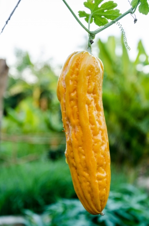 Bitter melon is yellow in the gardenの写真素材