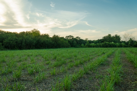 Sugarcane field and beautiful cloud in Thailandの写真素材