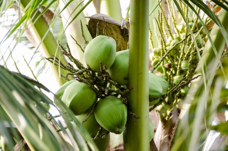 Close up of coconut on topの写真素材