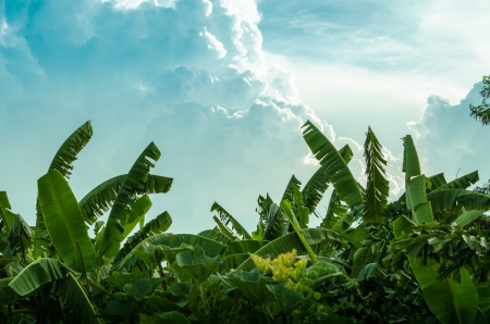 Banana tree plantation in nature with daylight and beautiful cloudの写真素材
